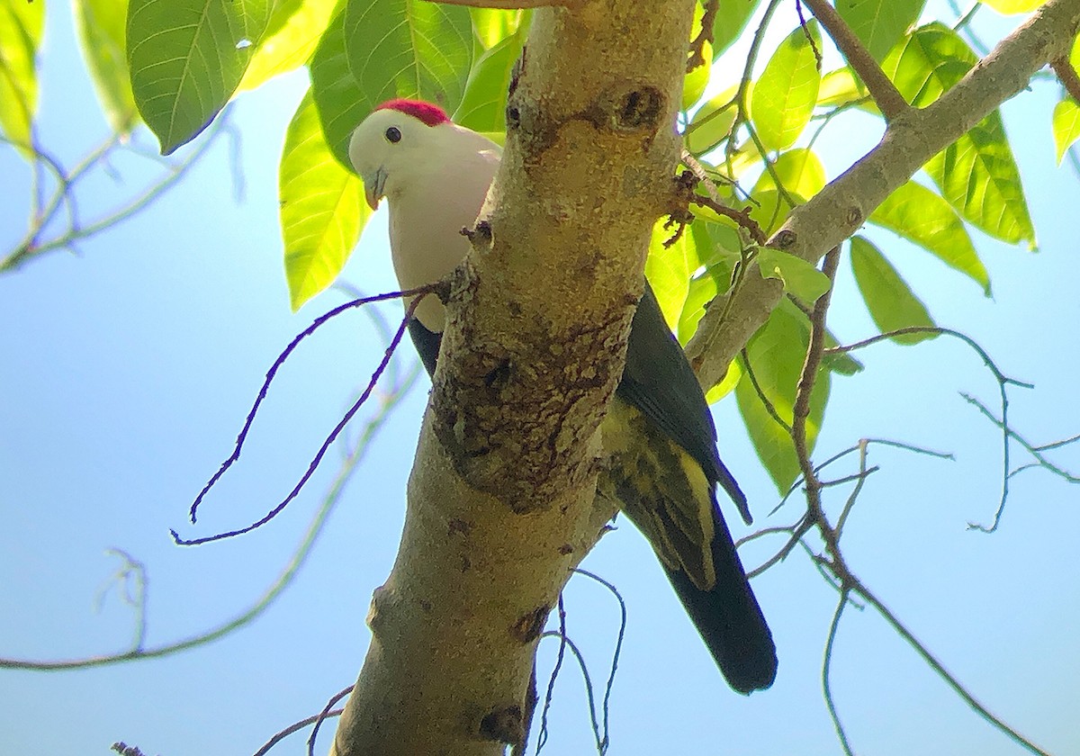 Red-naped Fruit-Dove - ML190911901