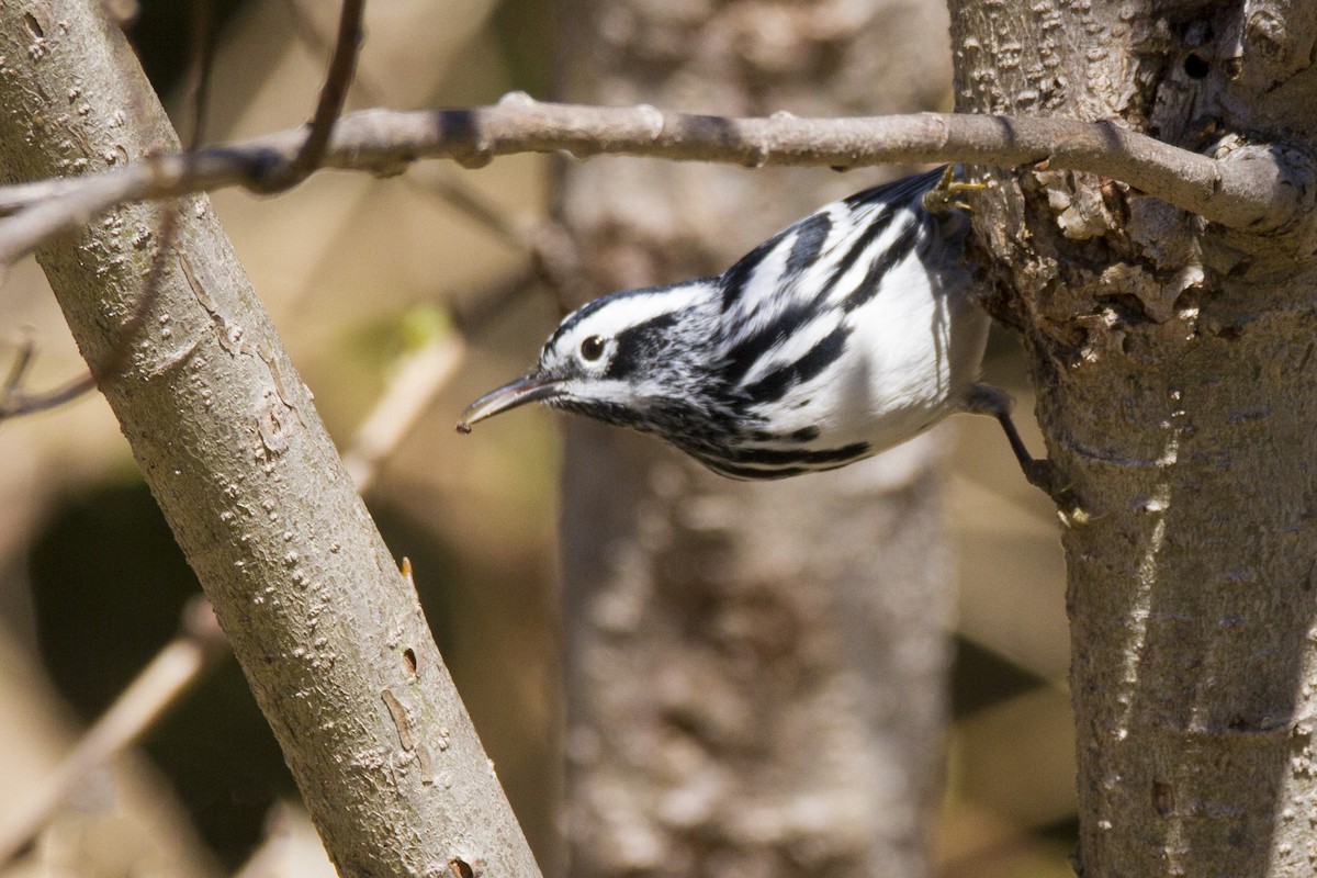 Black-and-white Warbler - ML190912851