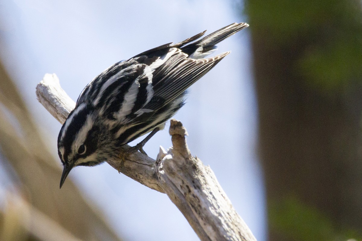 Black-and-white Warbler - ML190912861