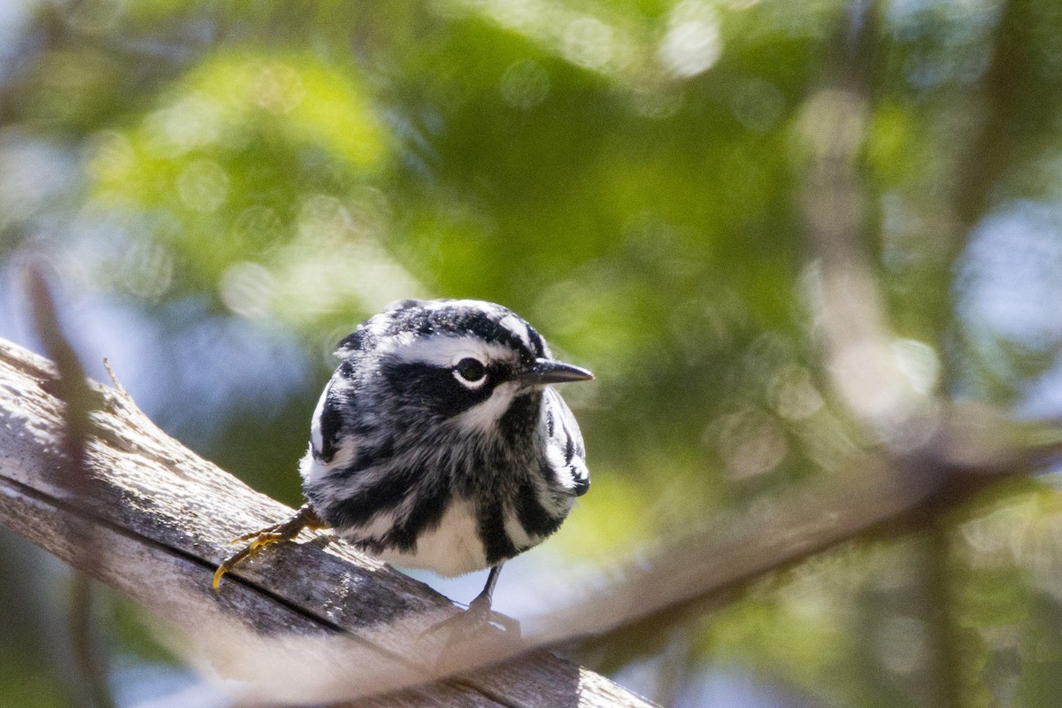 Black-and-white Warbler - ML190912881