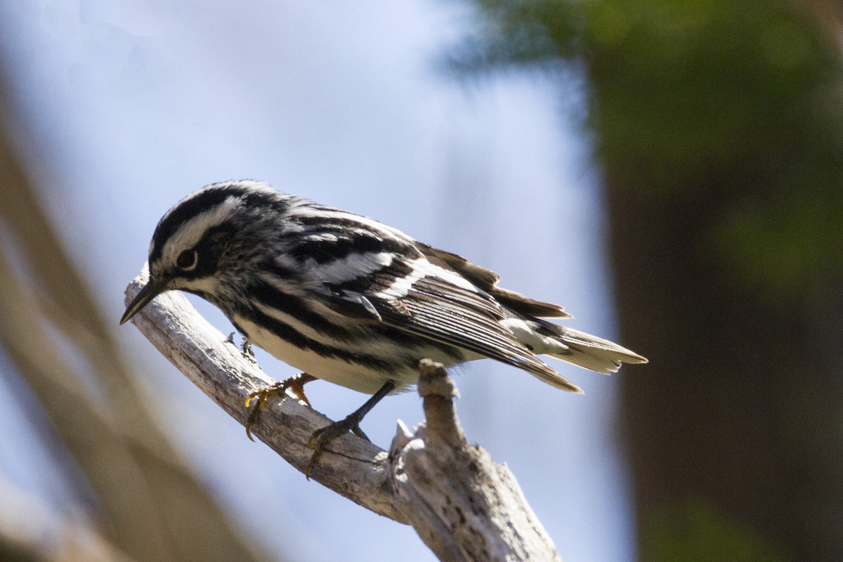 Black-and-white Warbler - ML190912891