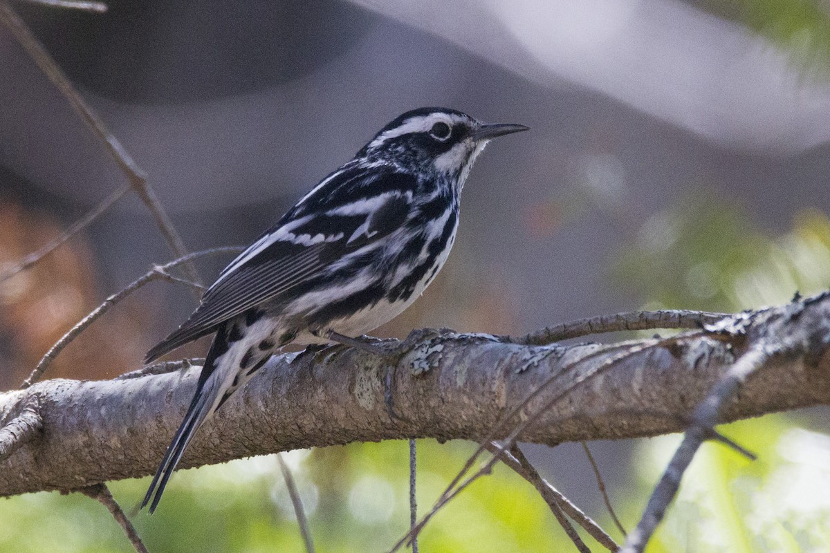 Black-and-white Warbler - ML190912901
