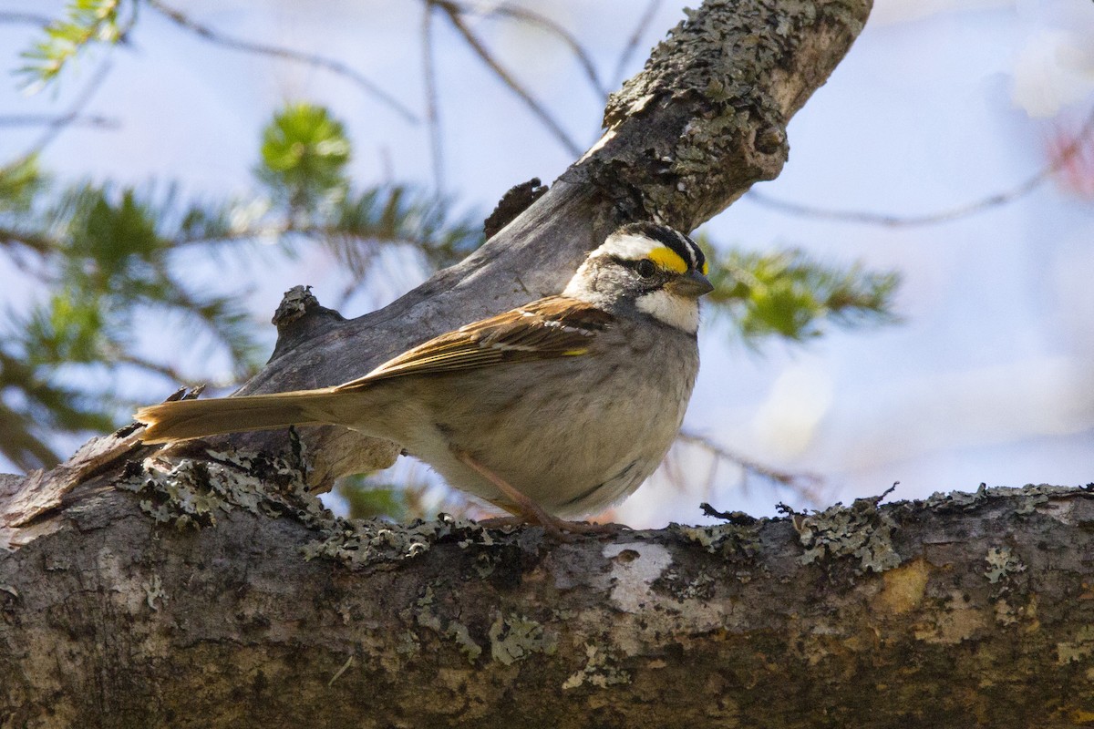 White-throated Sparrow - ML190912941