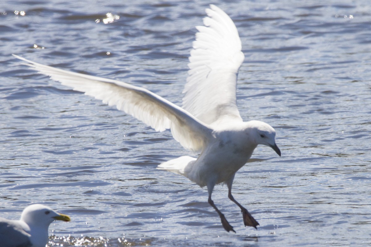 Iceland Gull (kumlieni/glaucoides) - Mitch (Michel) Doucet