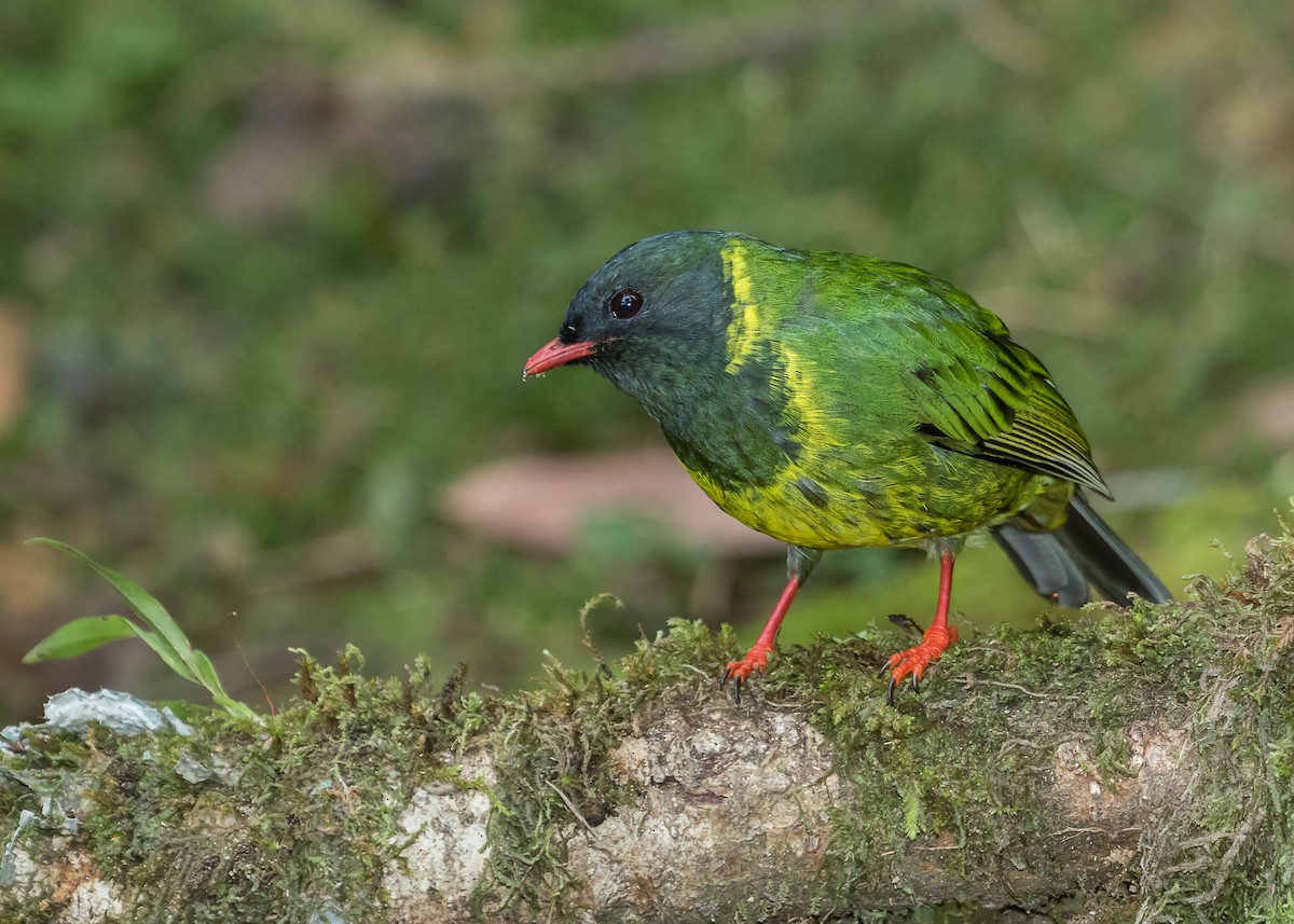 Green-and-black Fruiteater - ML190915321