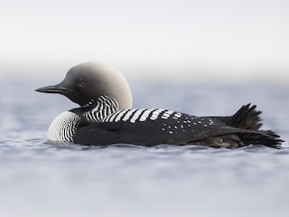  - Pacific Loon