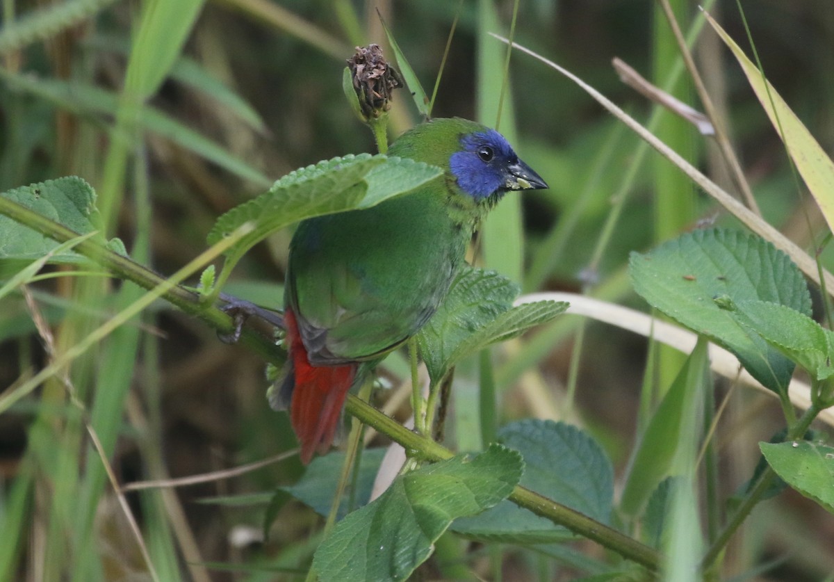 Blue-faced Parrotfinch - ML190920401