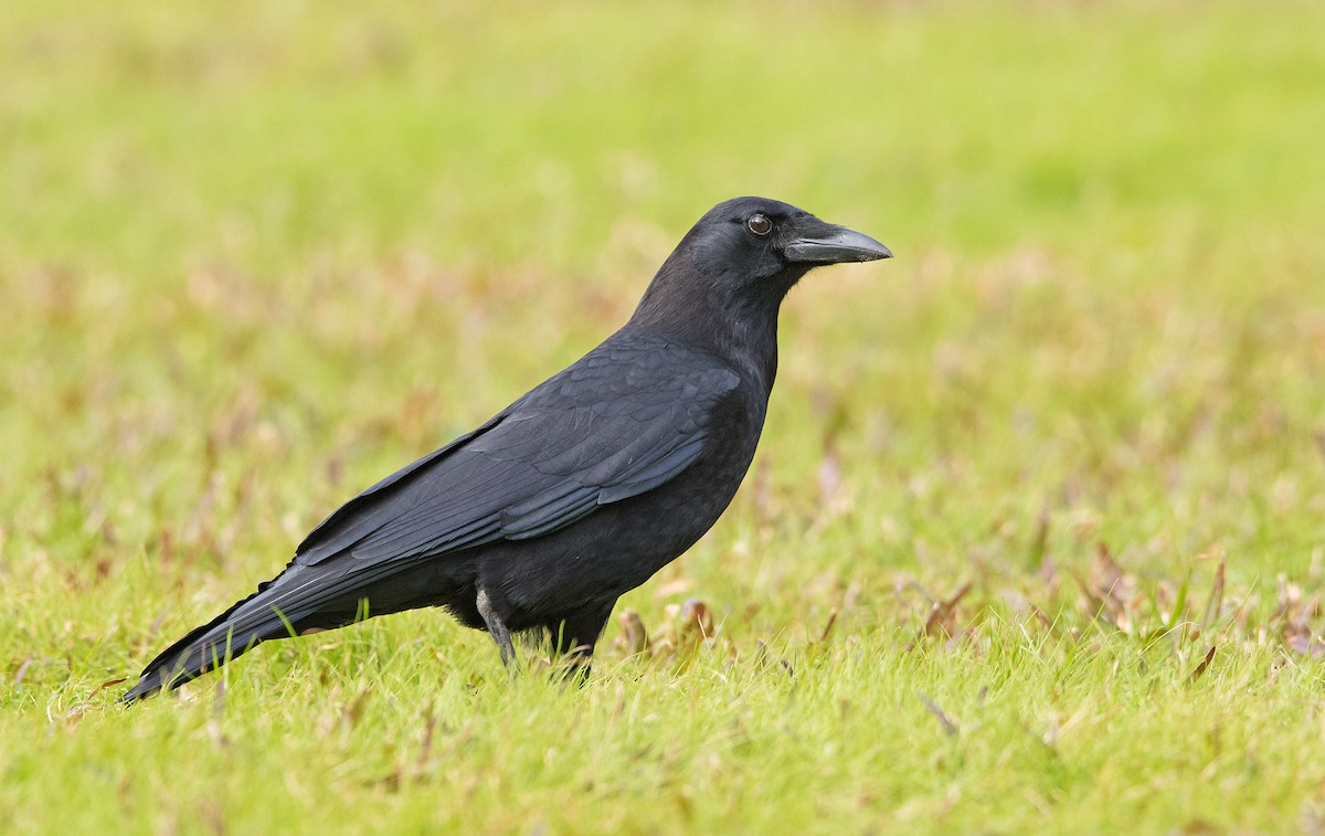 American Crow - Denny Swaby