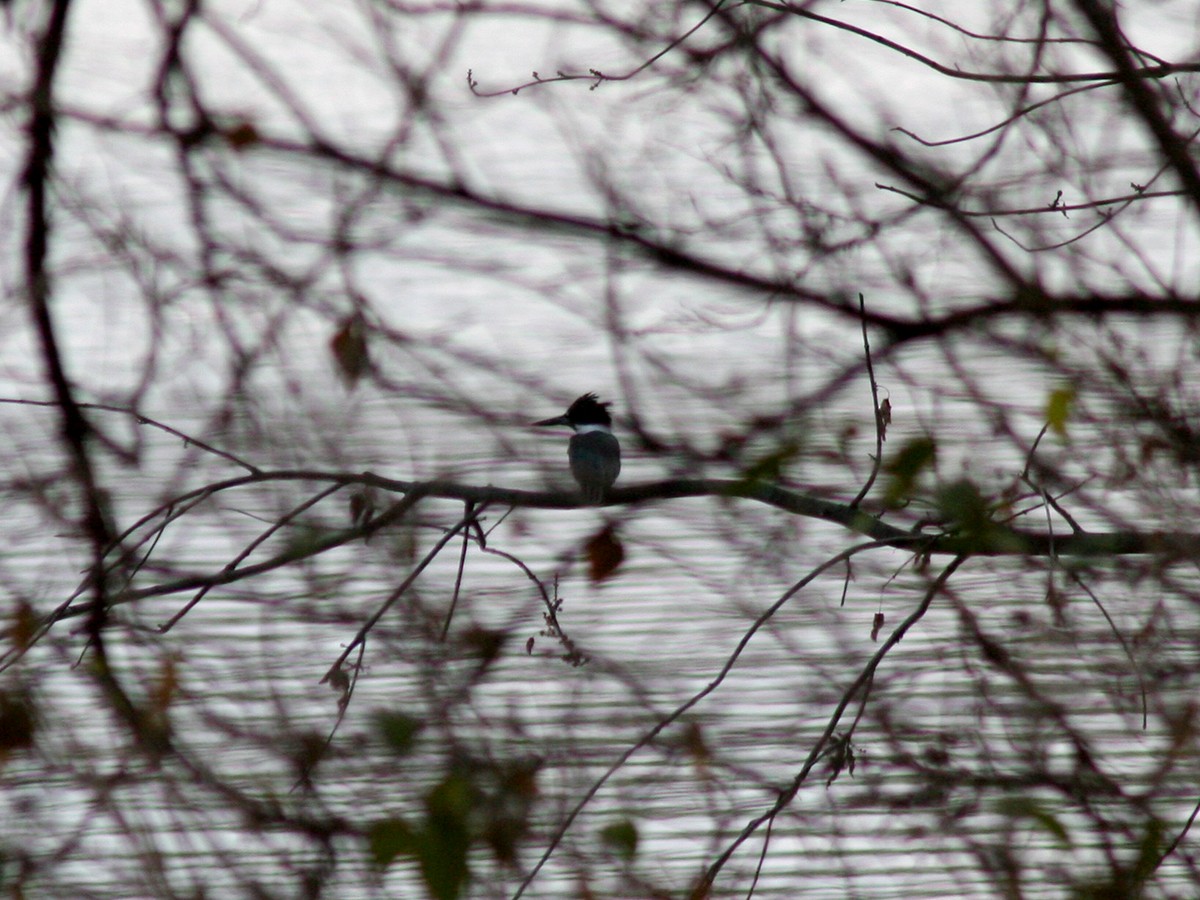 Belted Kingfisher - ML190922371