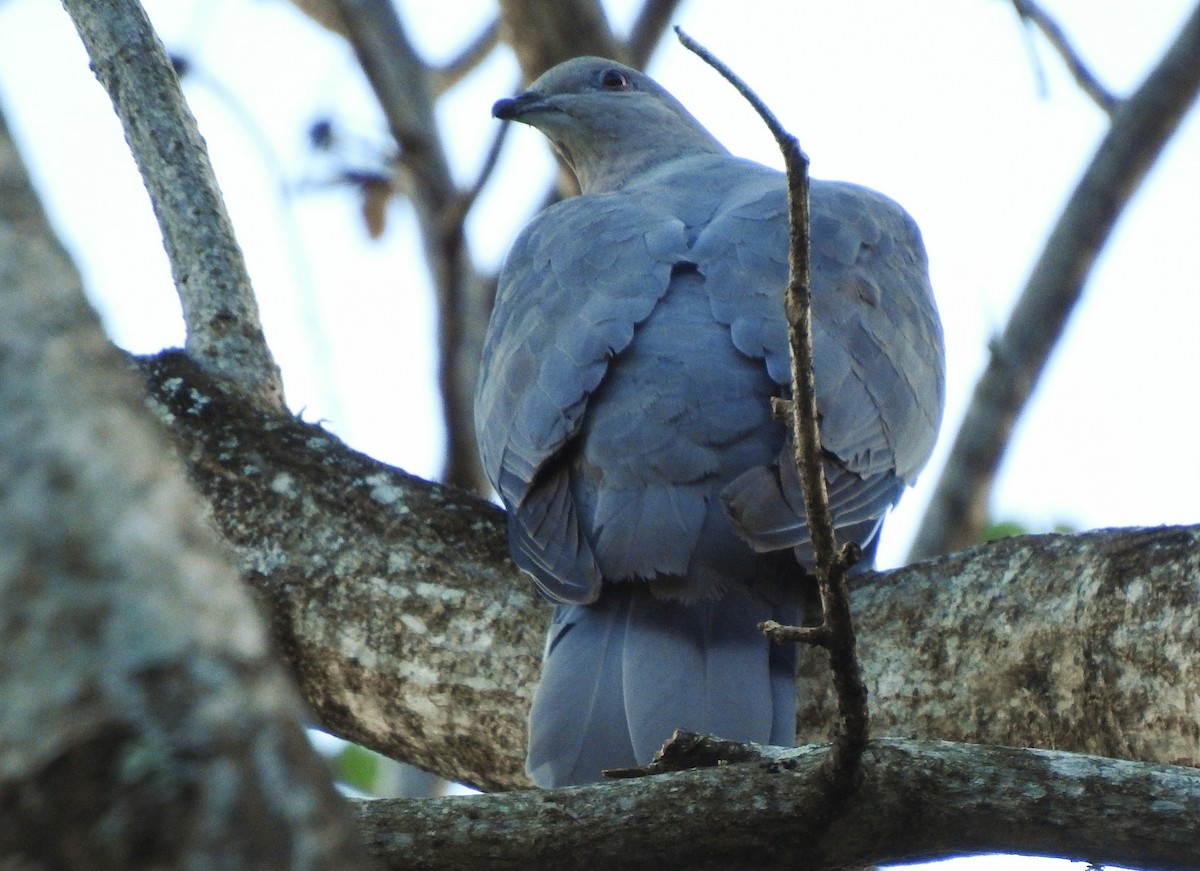 Ring-tailed Pigeon - ML190922811