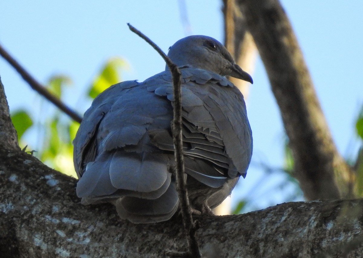 Ring-tailed Pigeon - ML190922821