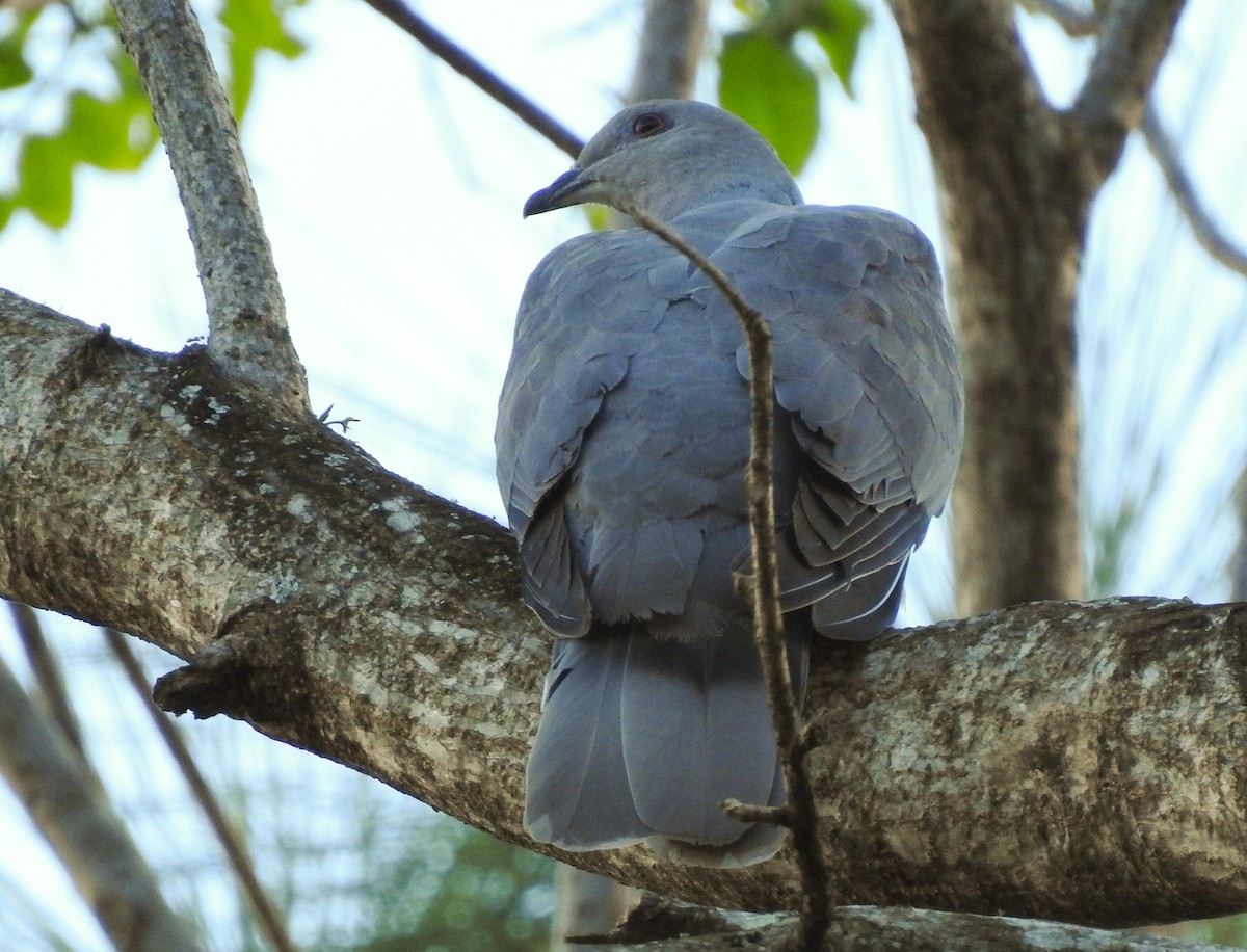 Ring-tailed Pigeon - ML190922831