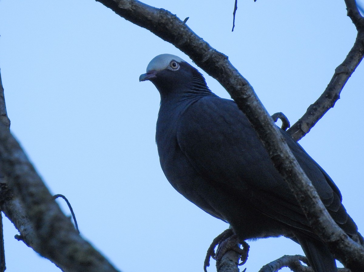 White-crowned Pigeon - ML190922851