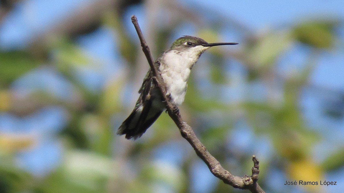 Ruby-throated Hummingbird - Jose Ramos