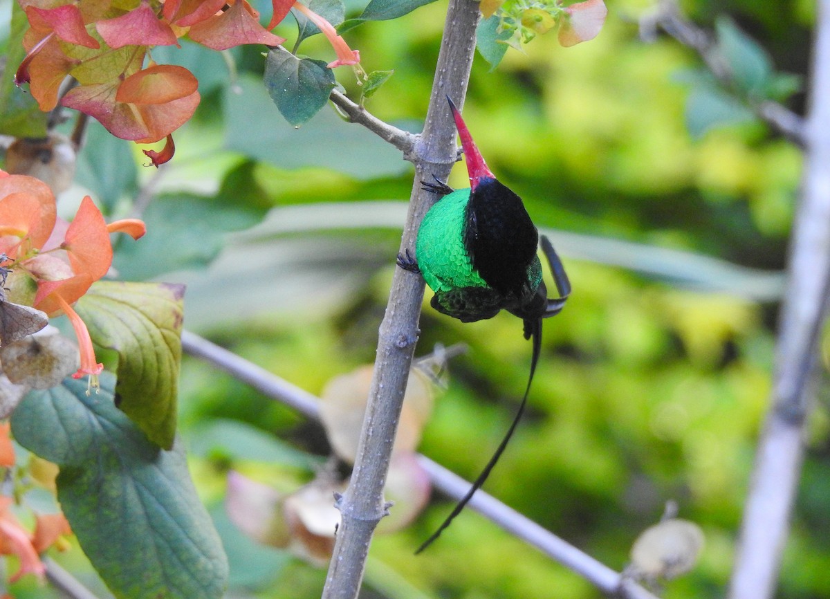 kolibřík červenozobý - ML190923001