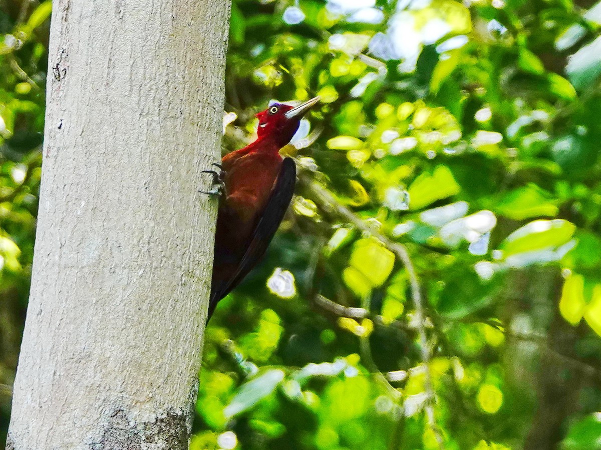 Red-necked Woodpecker - William Proebsting