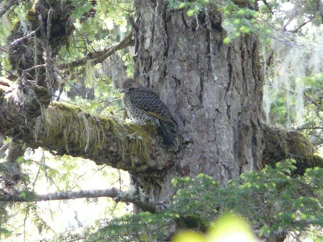 Fledgling; June, Alaska, United States. - Northern Flicker (Yellow-shafted) - 