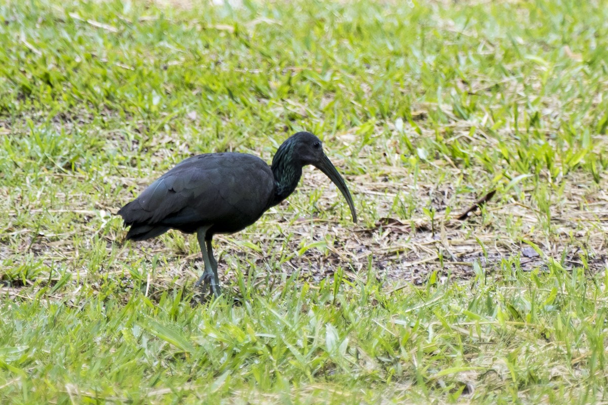 ibis zelený - ML190929041