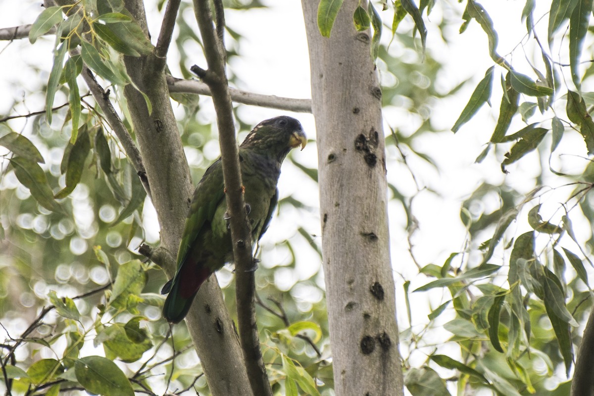 Scaly-headed Parrot - ML190929311