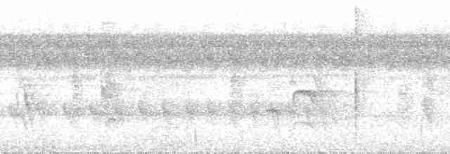 Orinoko Yumuşakkuyruğu - ML190931