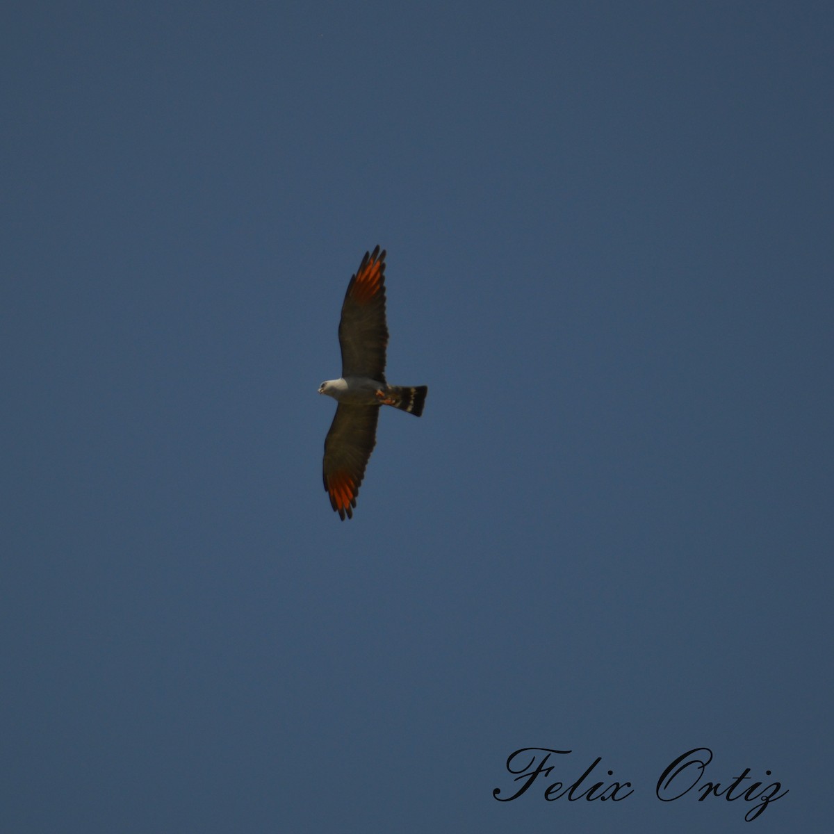 Plumbeous Kite - Felix Ortiz