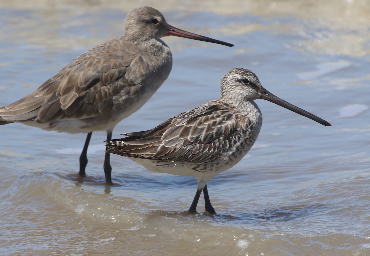 Asian Dowitcher - ML190937941