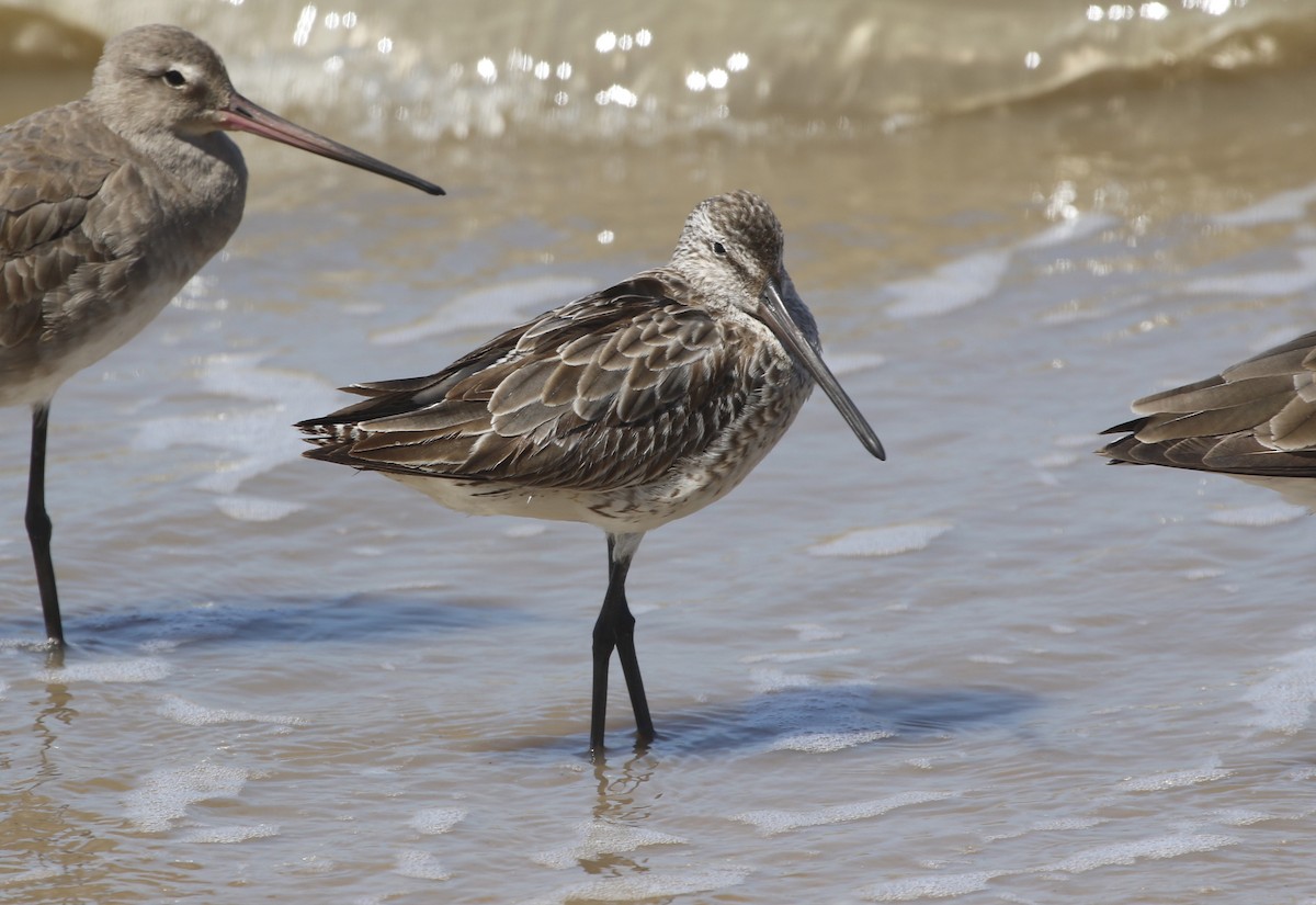 Asian Dowitcher - ML190937981