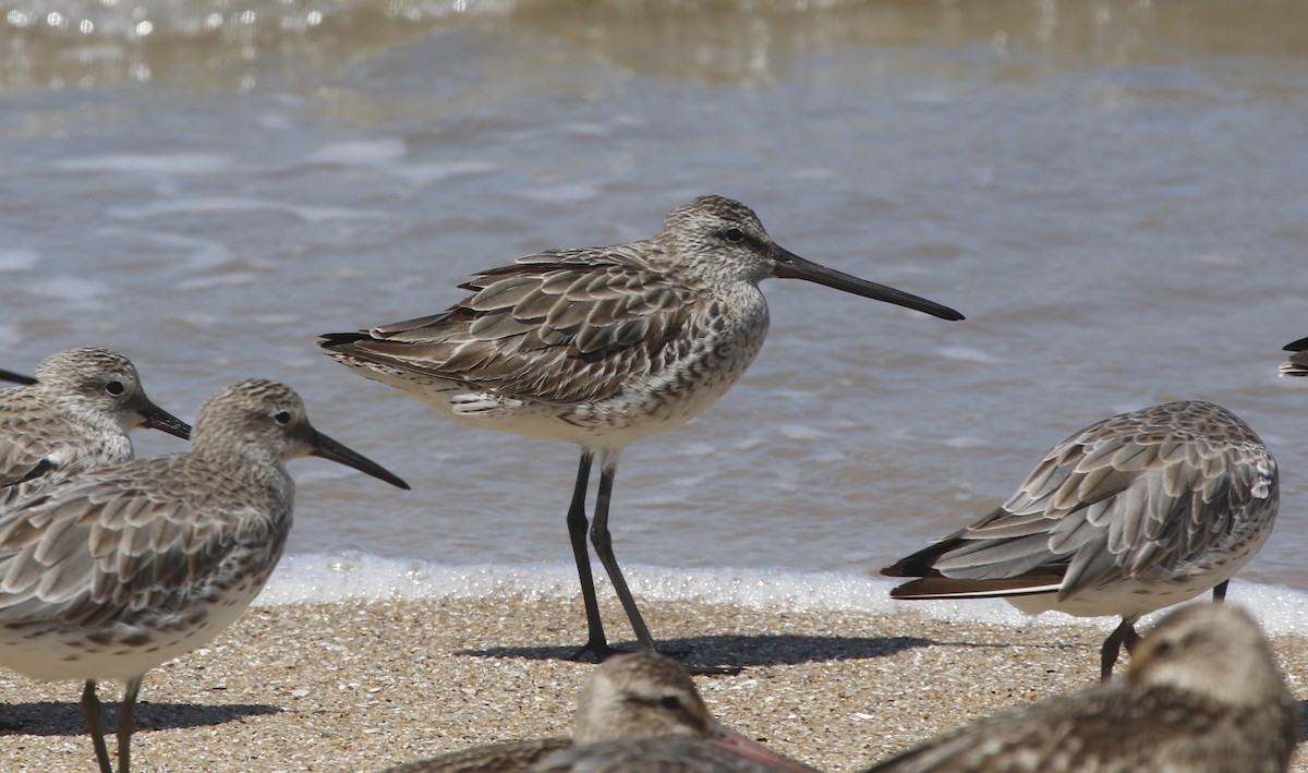 Asian Dowitcher - ML190938061