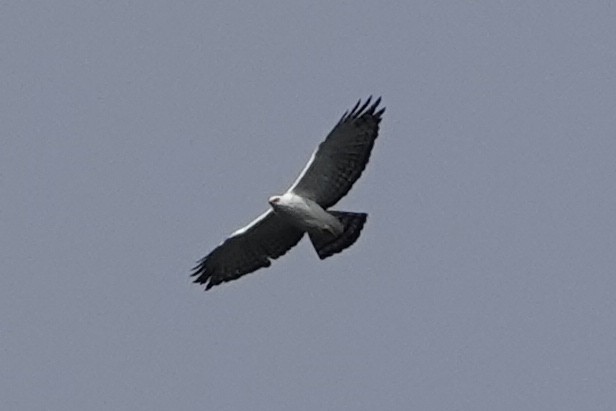 Чёрно-белый орёл - ML190939071