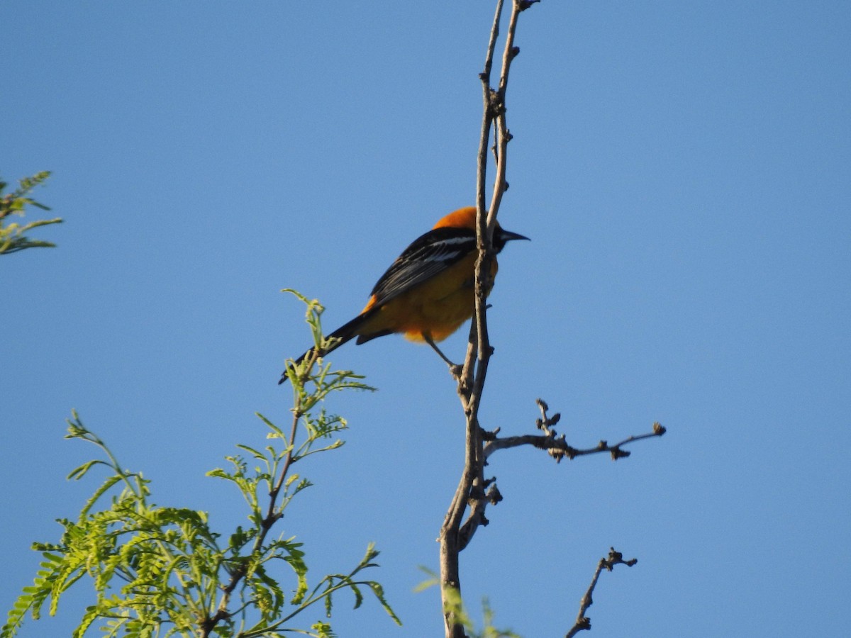 Hooded Oriole (nelsoni Group) - ML190945041