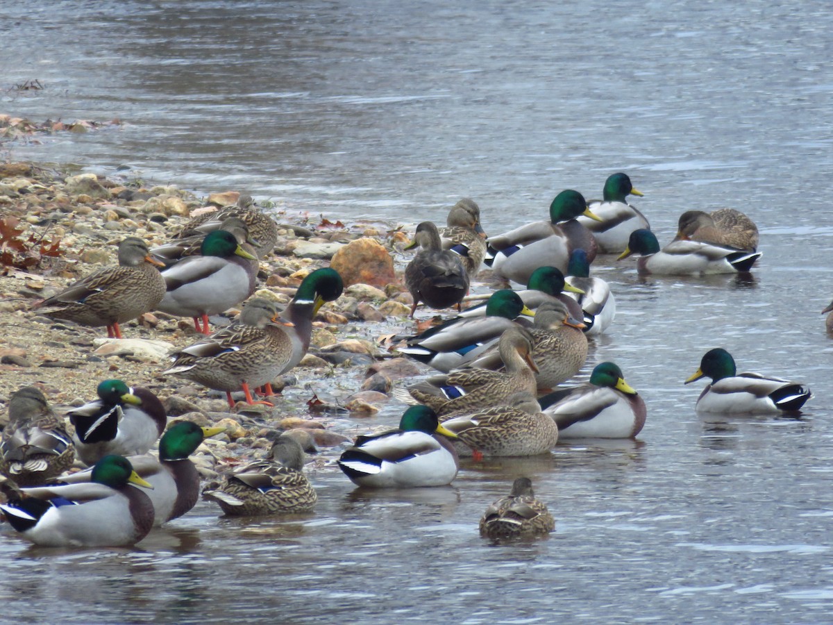 eBird Checklist 27 Nov 2019 Stiles Reservoir, 64 Chickering Road