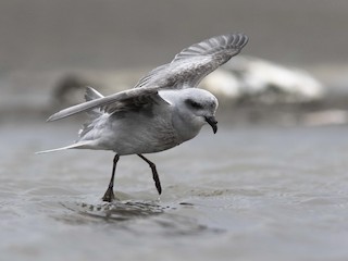  - Fork-tailed Storm-Petrel