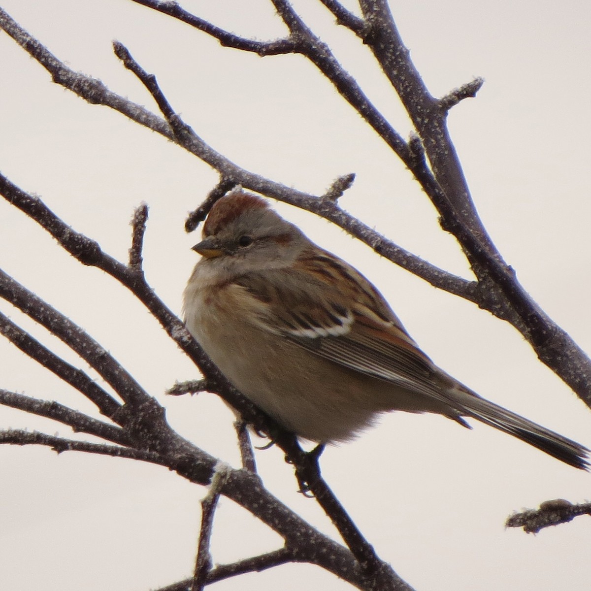American Tree Sparrow - ML190959421