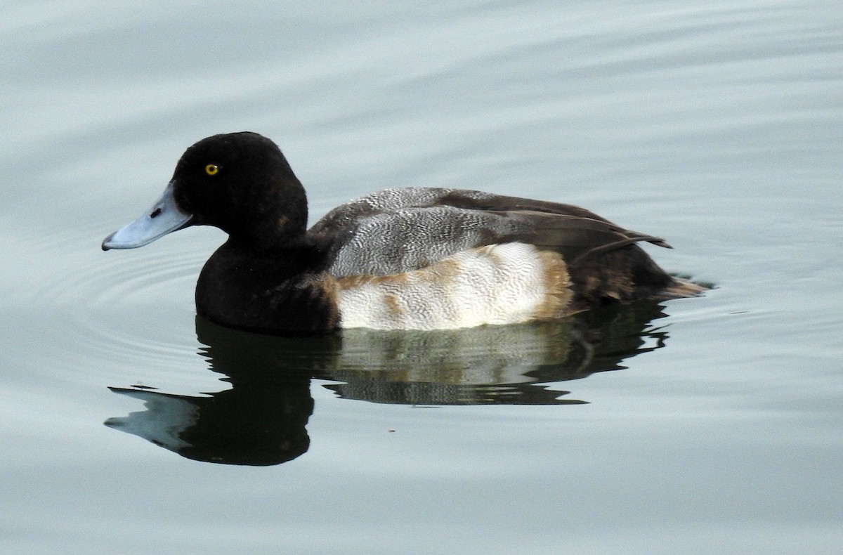 Greater Scaup - Andrew Birch