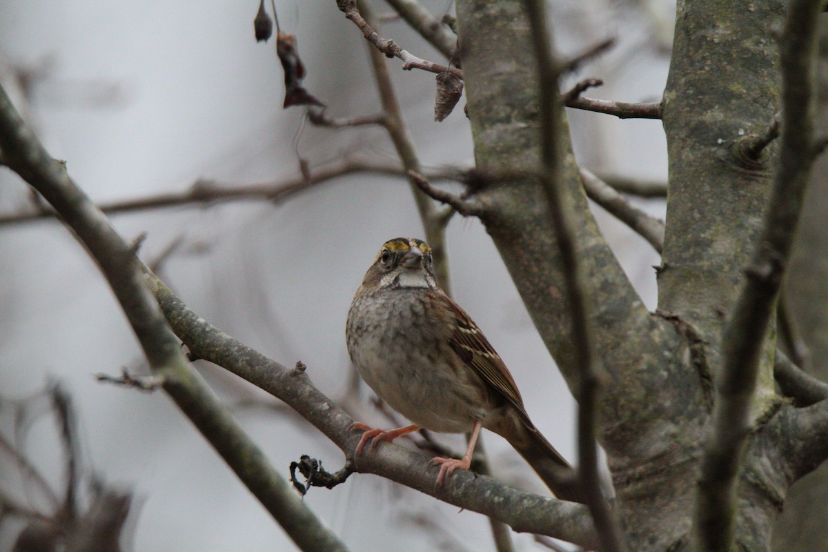 White-throated Sparrow - ML190960121