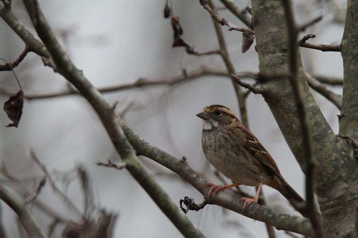 White-throated Sparrow - ML190960131