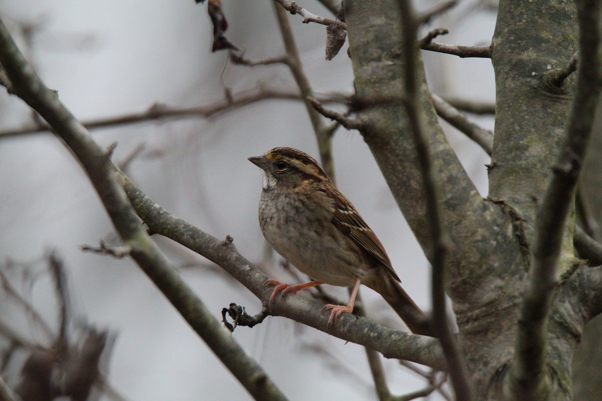 White-throated Sparrow - ML190960141