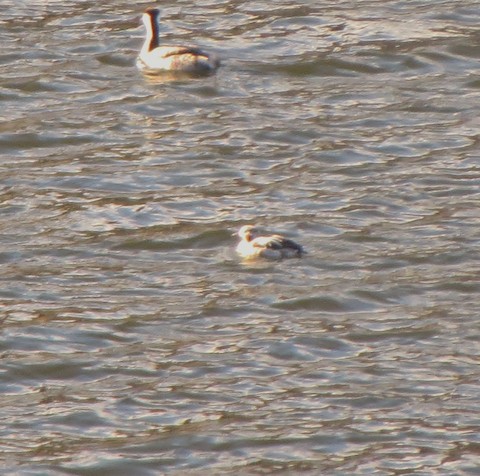 Long-tailed Duck - eBird