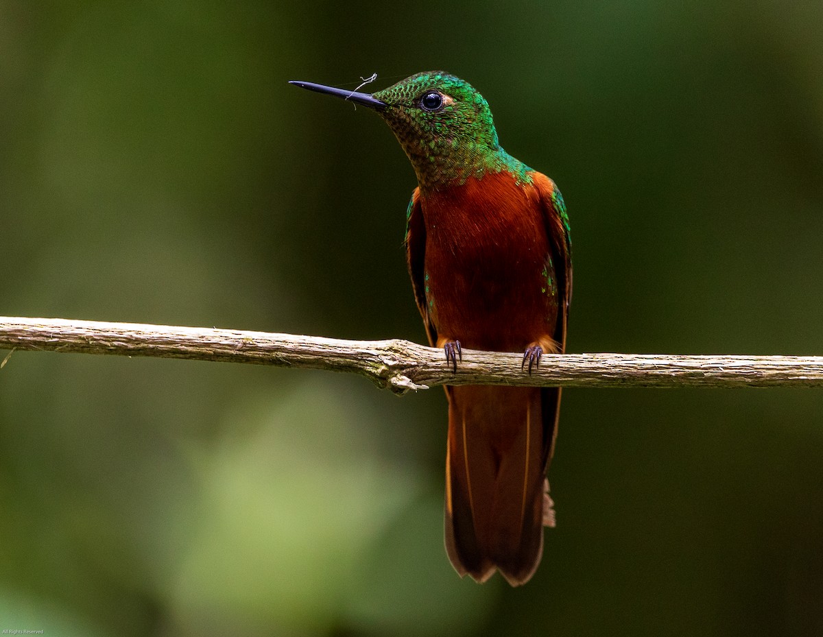 kolibřík peruánský - ML190962331