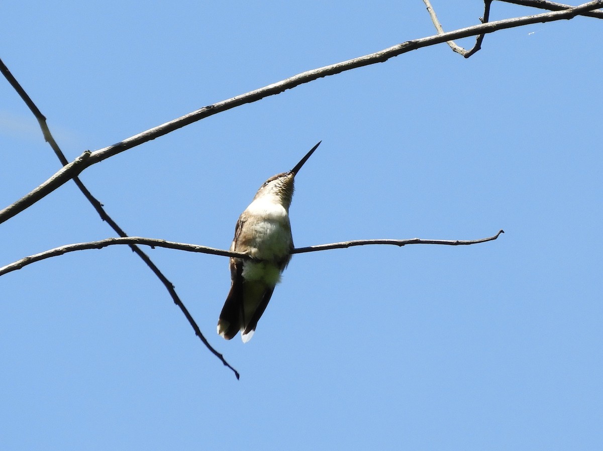 Ruby-throated Hummingbird - Merryl Edelstein