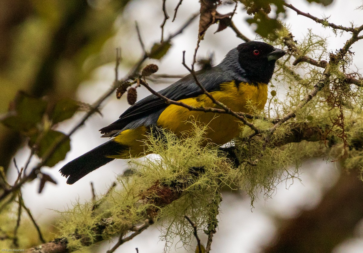 Hooded Mountain Tanager - ML190966471