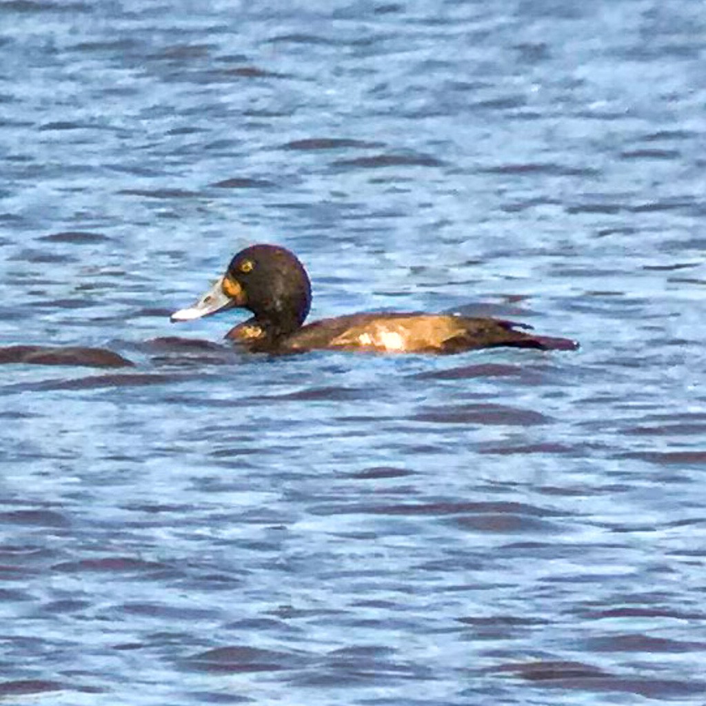 Greater Scaup - ML190974951