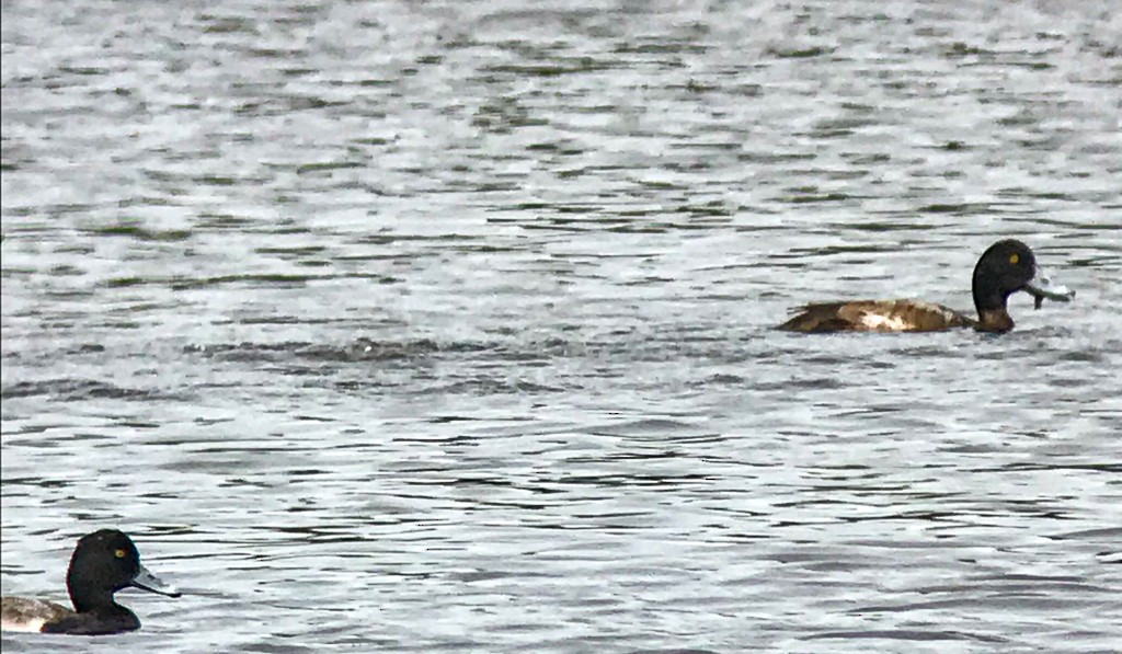 Greater Scaup - ML190974961