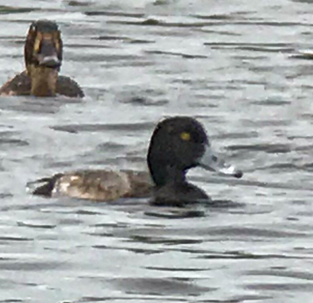 Greater Scaup - ML190974971