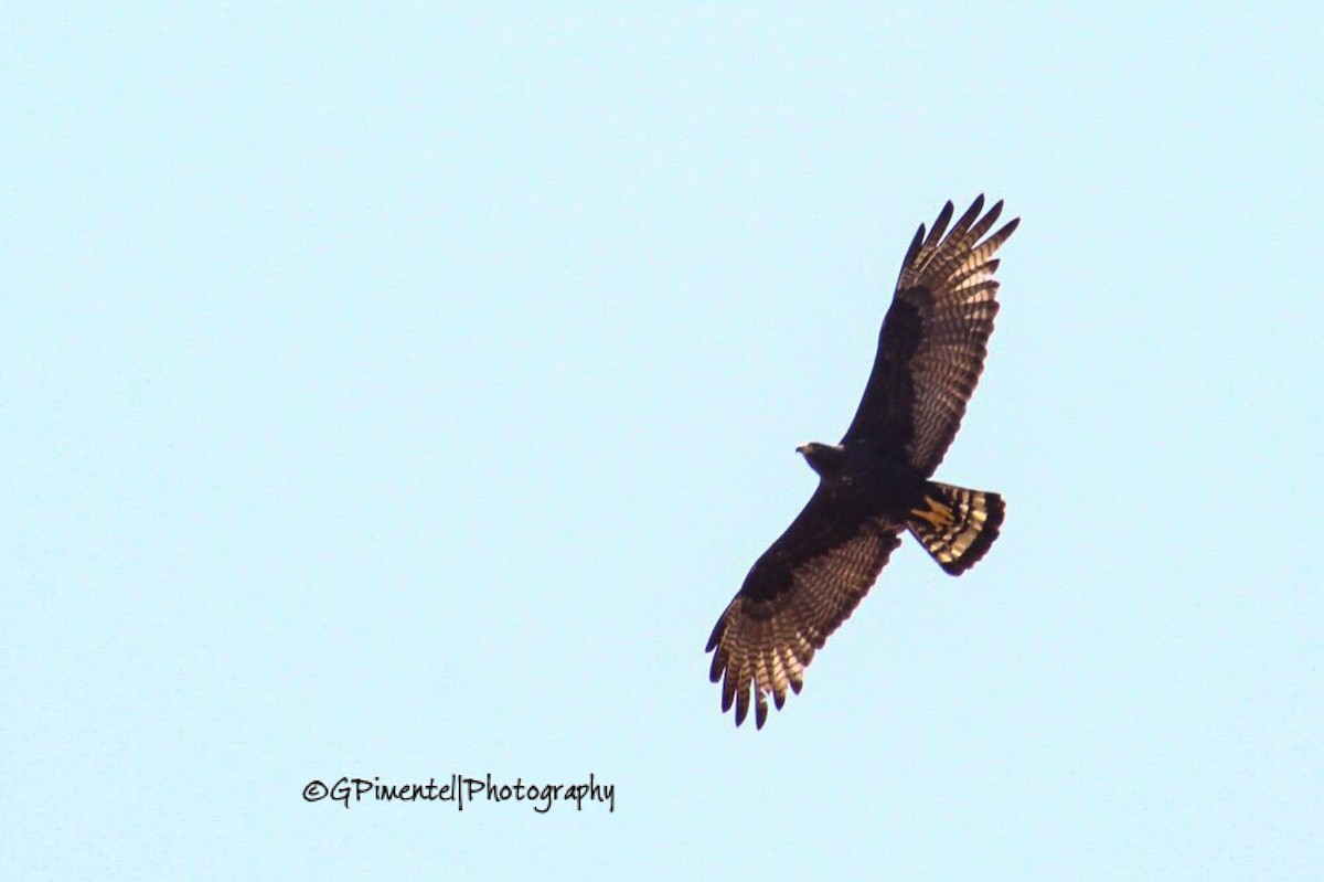 Zone-tailed Hawk - Gumercindo  Pimentel