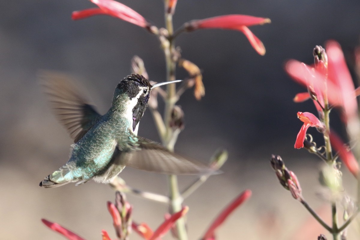 Costa's Hummingbird - ML190977121