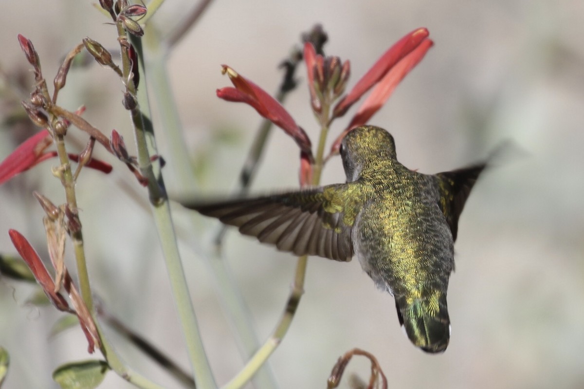 Costa's Hummingbird - ML190977131