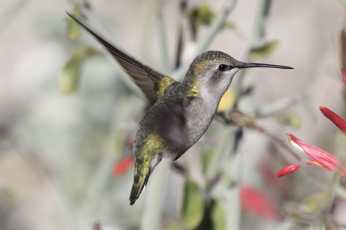 Costa's Hummingbird - ML190977151