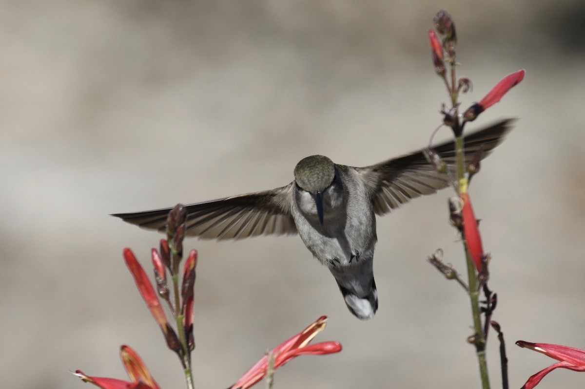 Costa's Hummingbird - ML190977161