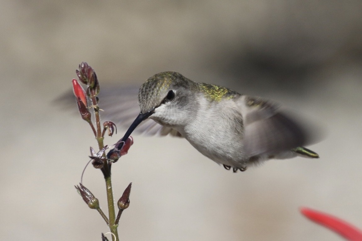 Costa's Hummingbird - ML190977171